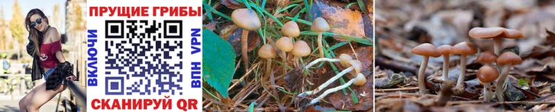 Псилоцибиновые грибы Psilocybe купить наркотик Тутаев